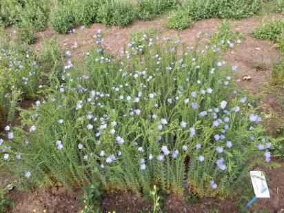 Click for 1 image(s) for this accession.